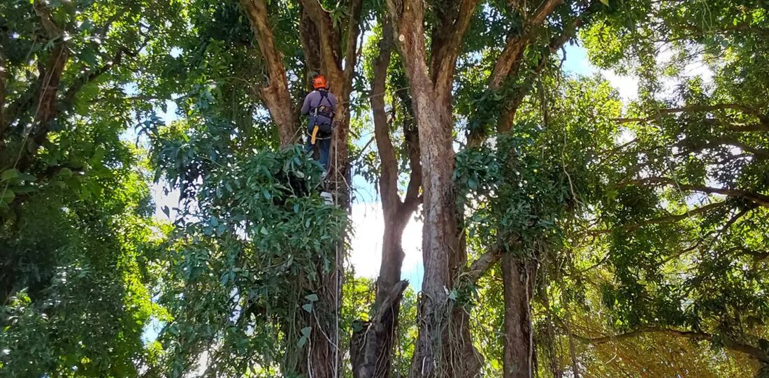 An Island Tree Style crew member working inside the canopy of a large mature Maui tree.