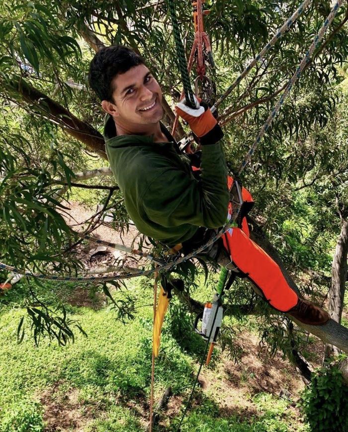 Cliff harnessed high in a tree, surrounded by dense green foliage.