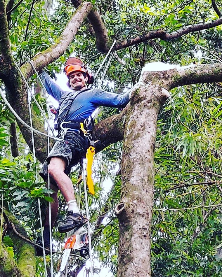 An Island Tree Style climber roped into a large canopy on a Maui property.