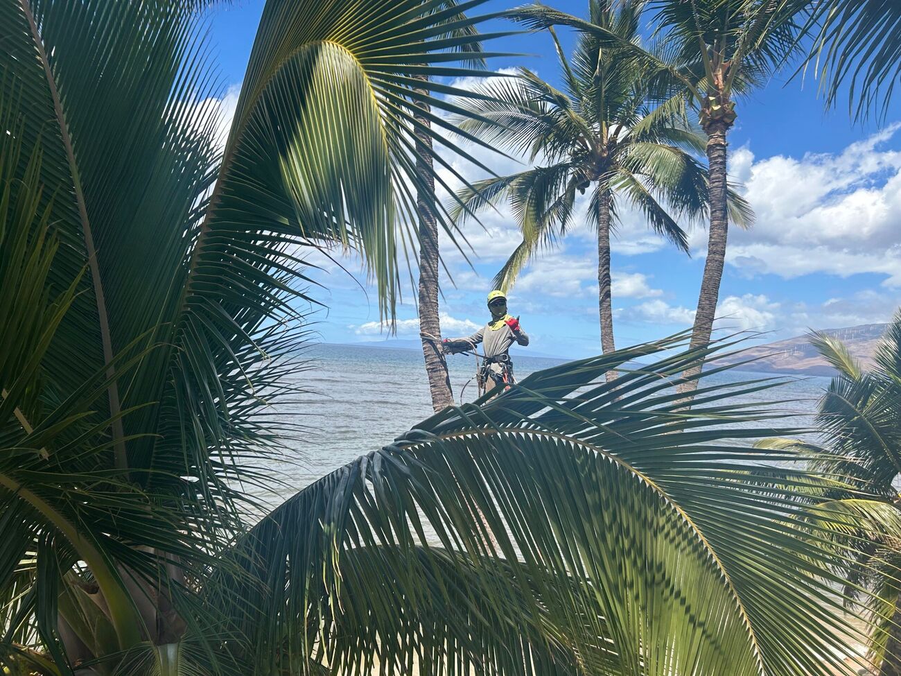 An Island Tree Style crew member at the crown of a coconut palm above the Maui coastline.