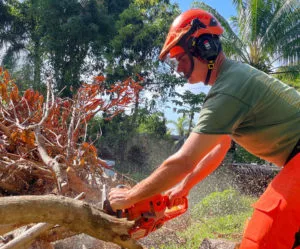 Maui Tree Trimming Arborist Services by Island Tree Style