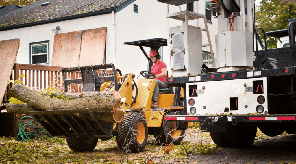 Local Tree Removal Service Provider in Maui