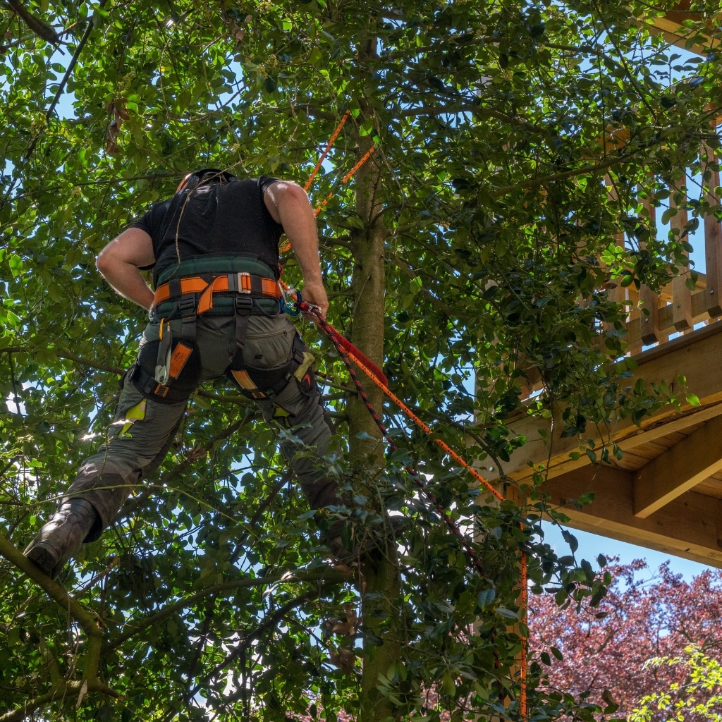 Tree Pruning Service in Maui