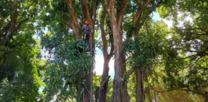 How Much Does Tree Removal Cost on Maui