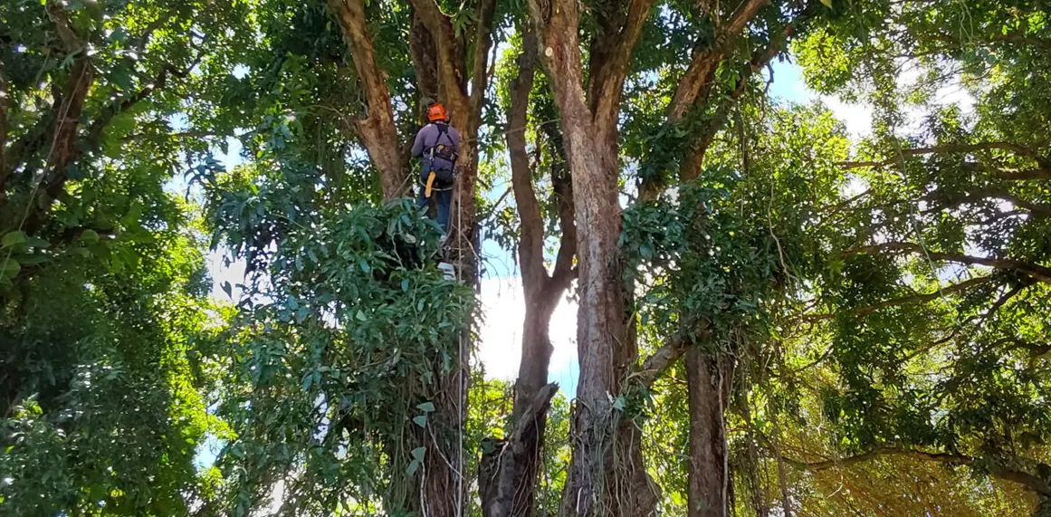 Pruning and Trimming 1536x1152 1