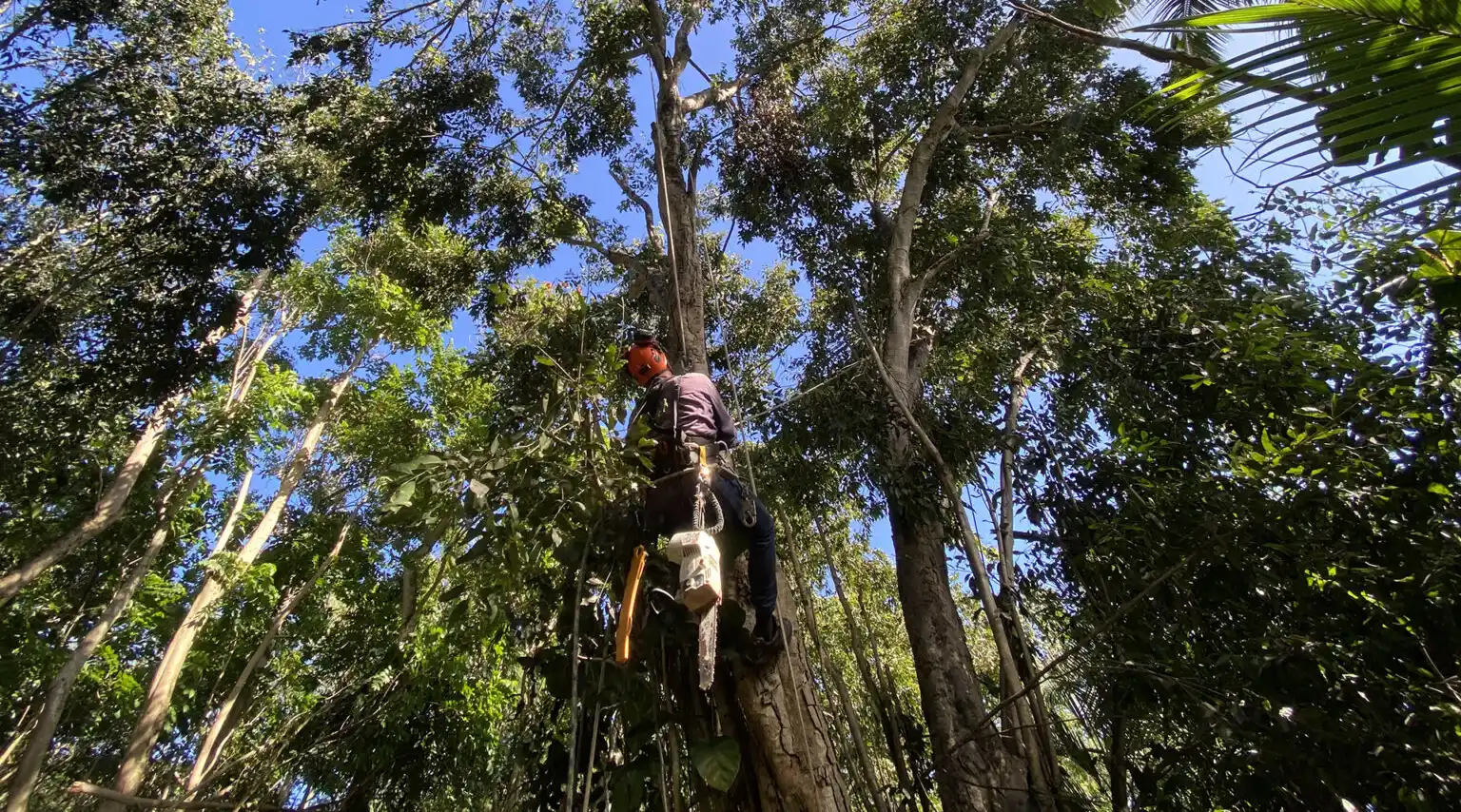 Pruning and Trimming 4 1536x1152 1
