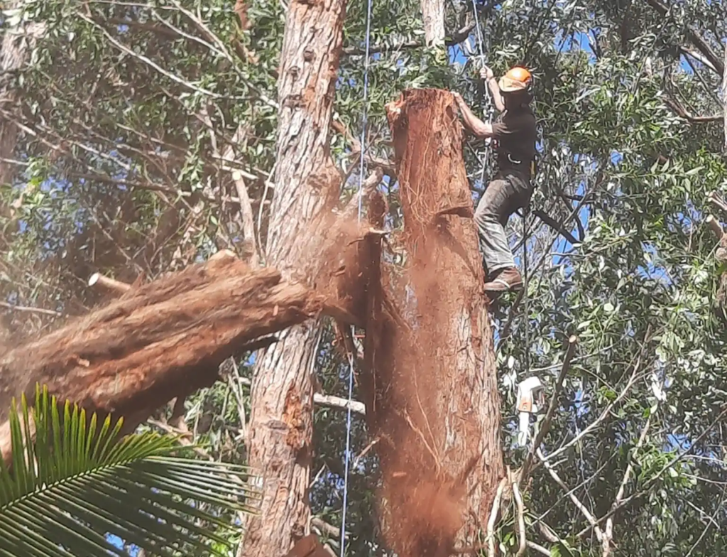 Tree removal service